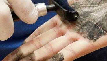 Вскоре при въезде в России может потребоваться обязательная сдача биометрии 